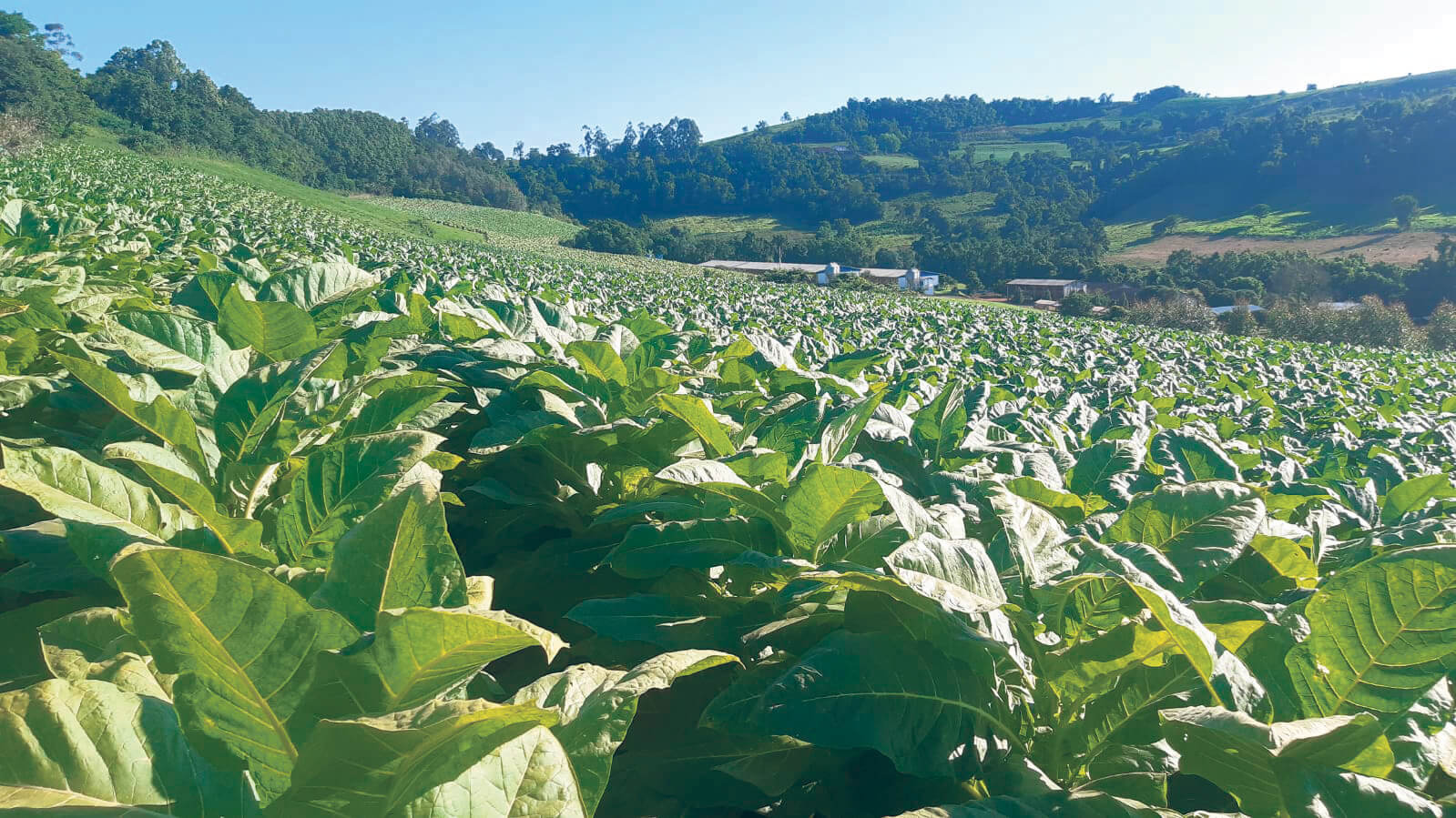 Capa Discurso do Brasil na COP do tabaco propõe alternativas para substituição da fumicultura