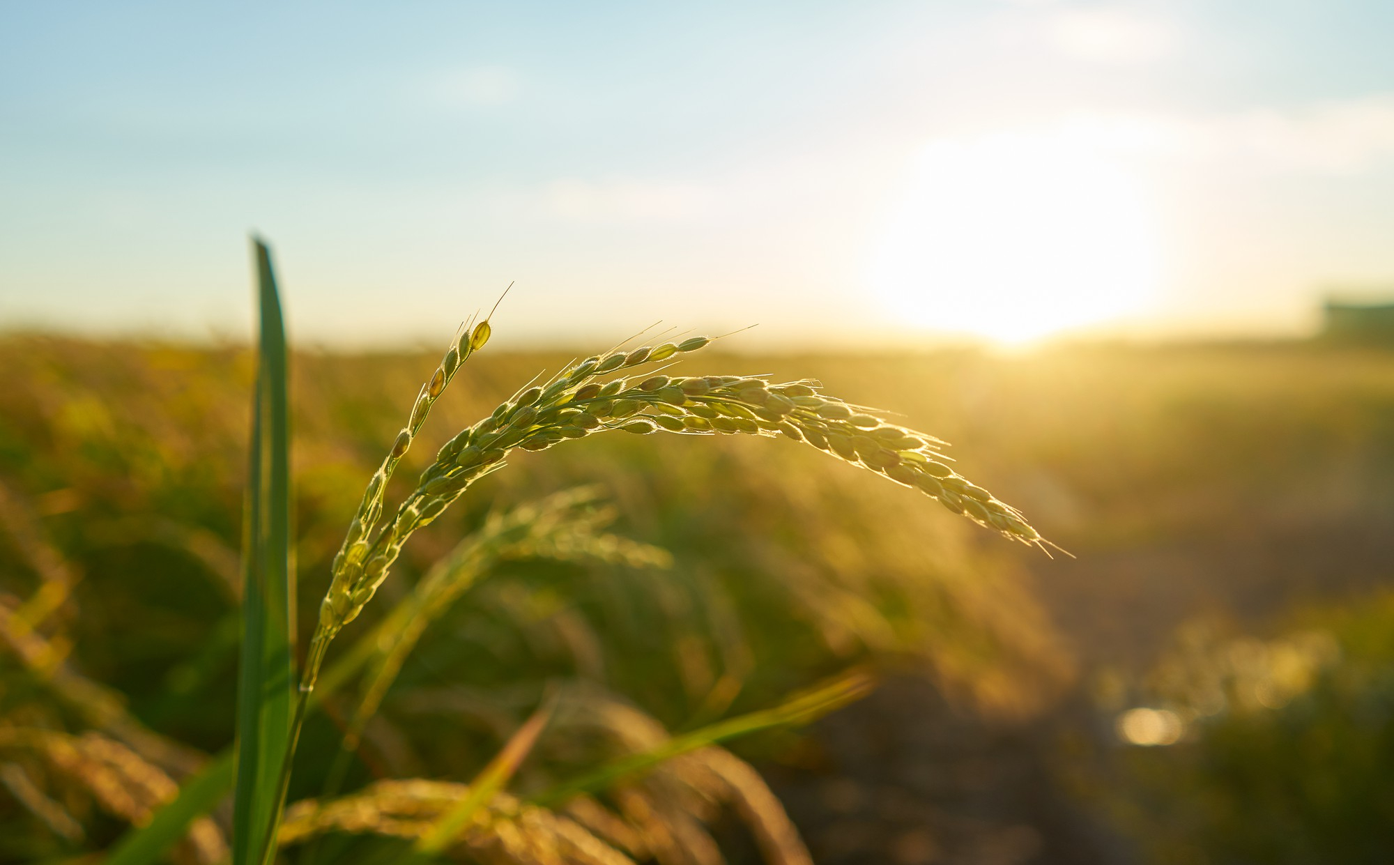 Capa Emater promove seminário sobre resiliência climática para agricultores familiares em Nonoai