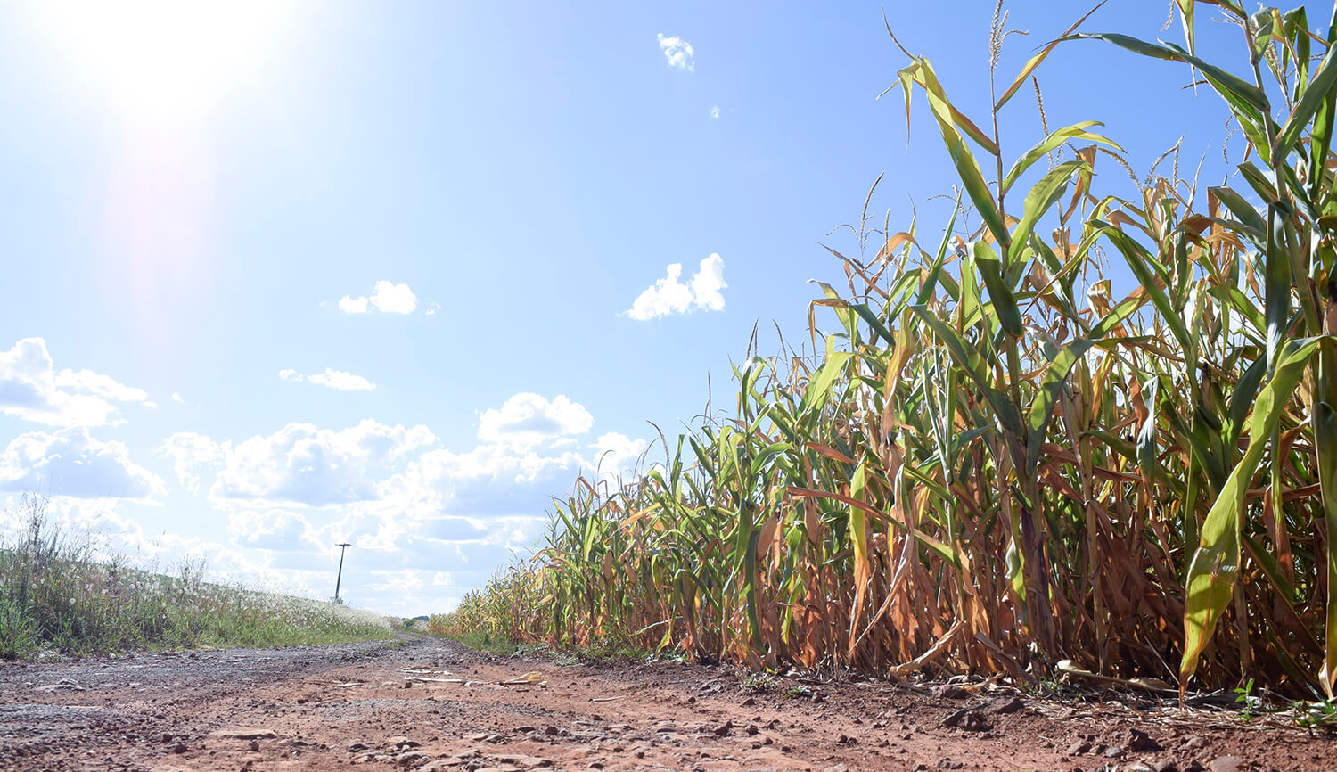 Capa La Niña deve provocar períodos de estiagem e impactar produção de soja na região