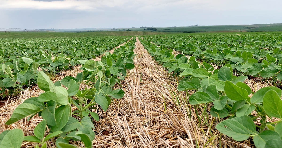 Capa Cotrifred Agro sorteia mais de R$ 20 mil em prêmios em Noite de Campo de Soja