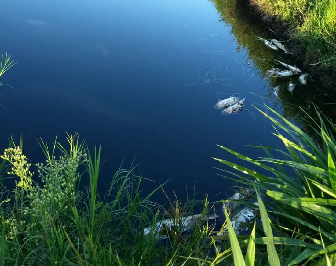 Capa Estiagem causa mortandade de peixes em Santo Augusto
