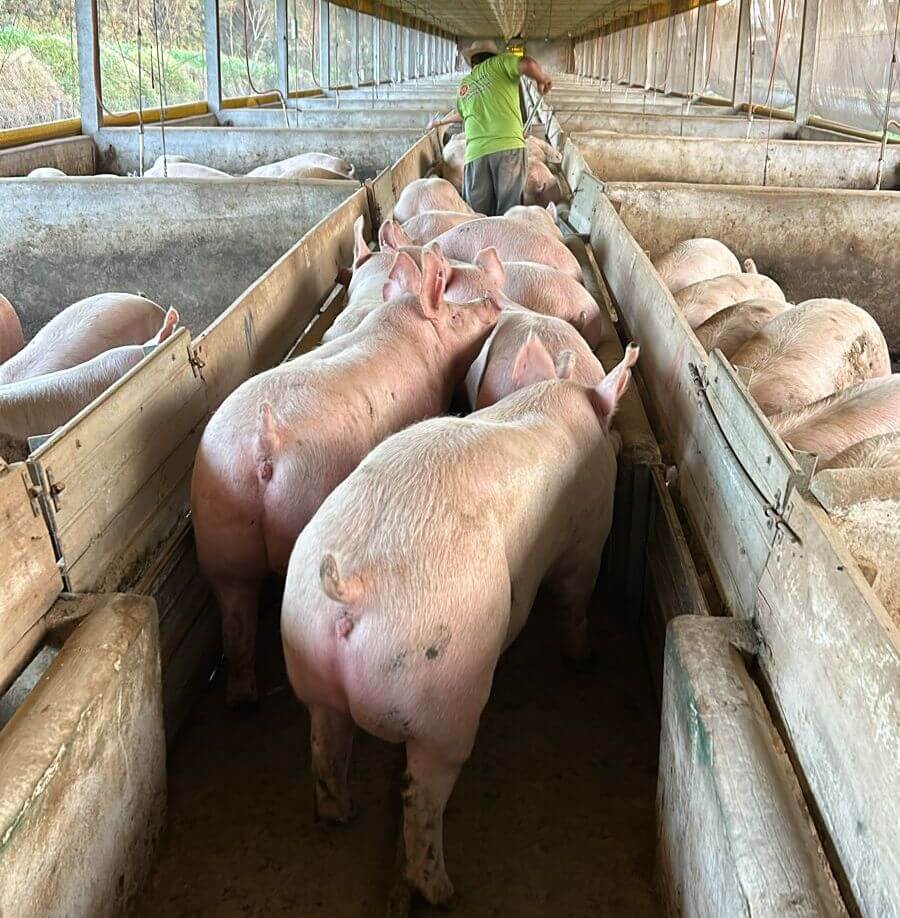 Capa Rodeio Bonito reassume liderança na produção de suínos para abate no Rio Grande do Sul