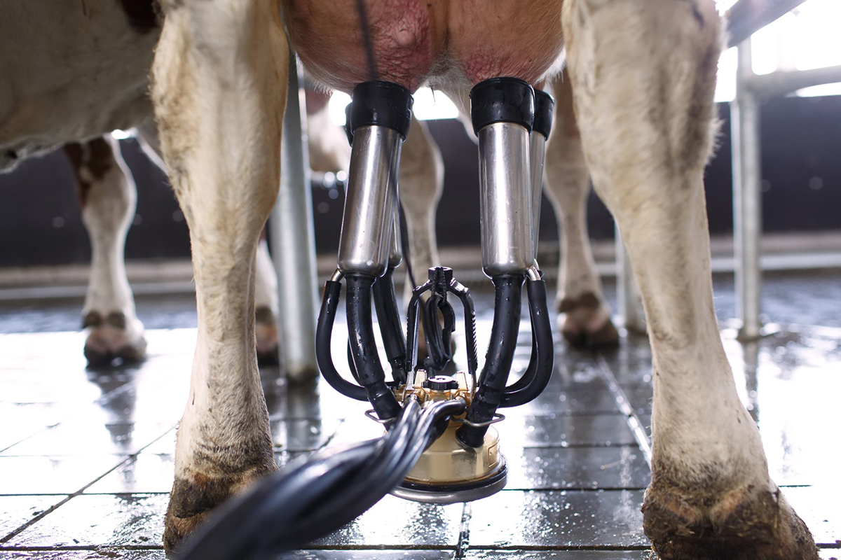 Capa Custo dos insumos para produção de leite sobe 0,9% em agosto no RS