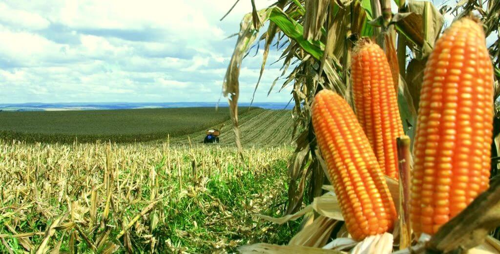 Capa Governo atualiza preços mínimos para a safra de verão e culturas regionais
