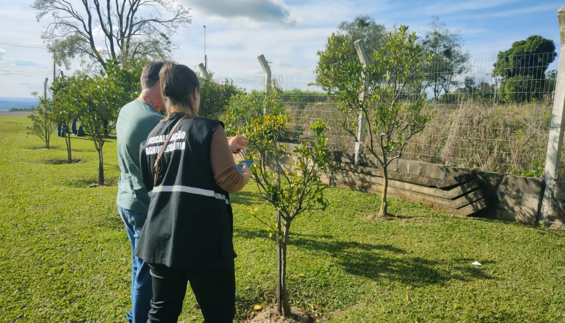 Capa Força-tarefa elimina mais de 200 plantas cítricas para conter foco de greening em Palmitinho