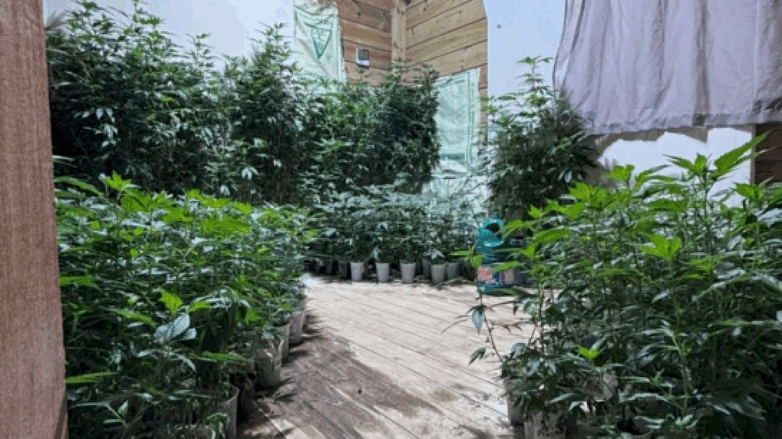 Capa PM apreende 620 pés de maconha em Santa Catarina