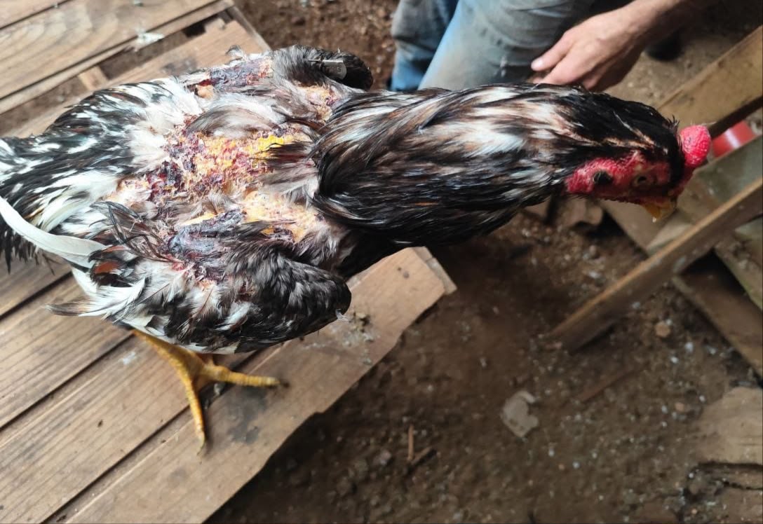 Capa Brigada Militar resgata 25 galos em possível situação de maus-tratos em Alpestre