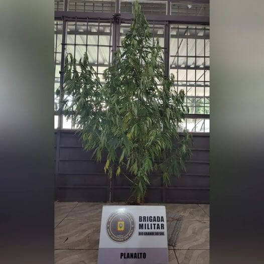Capa BM prende maconha "in natura" em Planalto