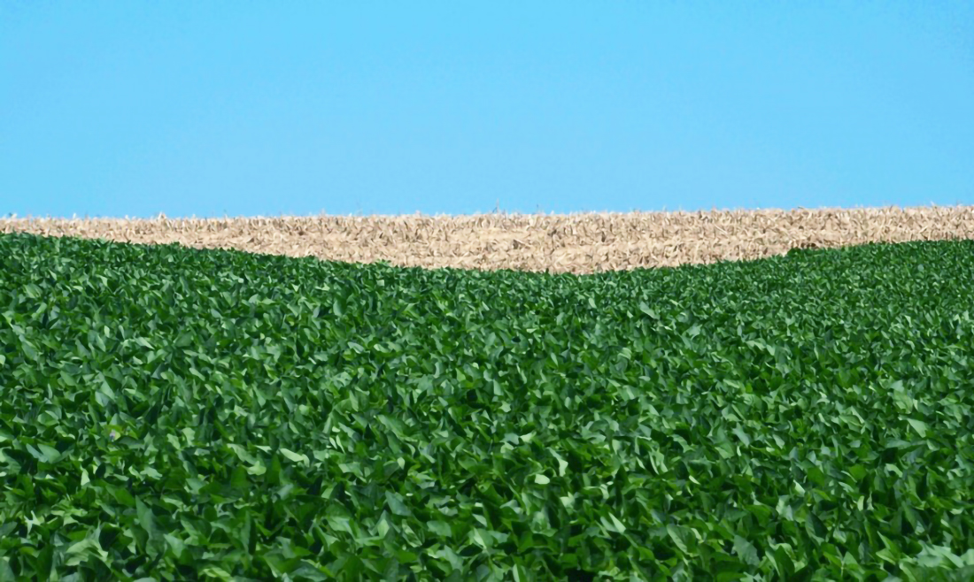 Capa Plantio de soja fora de época ocorreu em quase 38 mil hectares no RS
