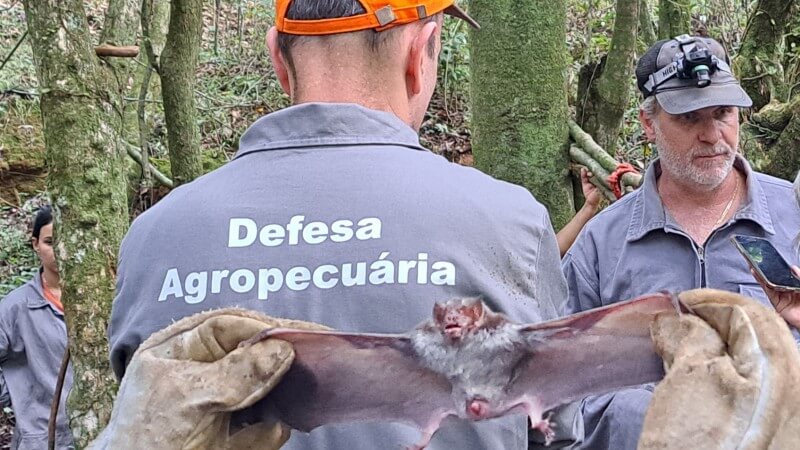 Capa Autoridades reforçam alerta sanitário após novos casos de raiva herbívora na Região Celeiro