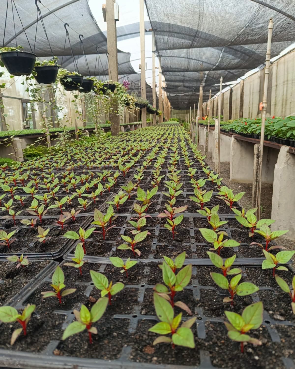 Capa Guatambu planeja implantação de Viveiro Municipal para produção de mudas