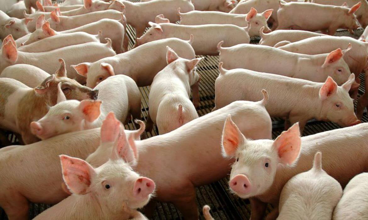 Capa Venda de bacon ganha novas regras