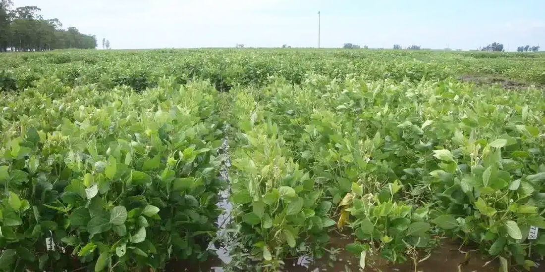 Capa Safra de grãos gaúcha terá prejuízos por conta das chuvas