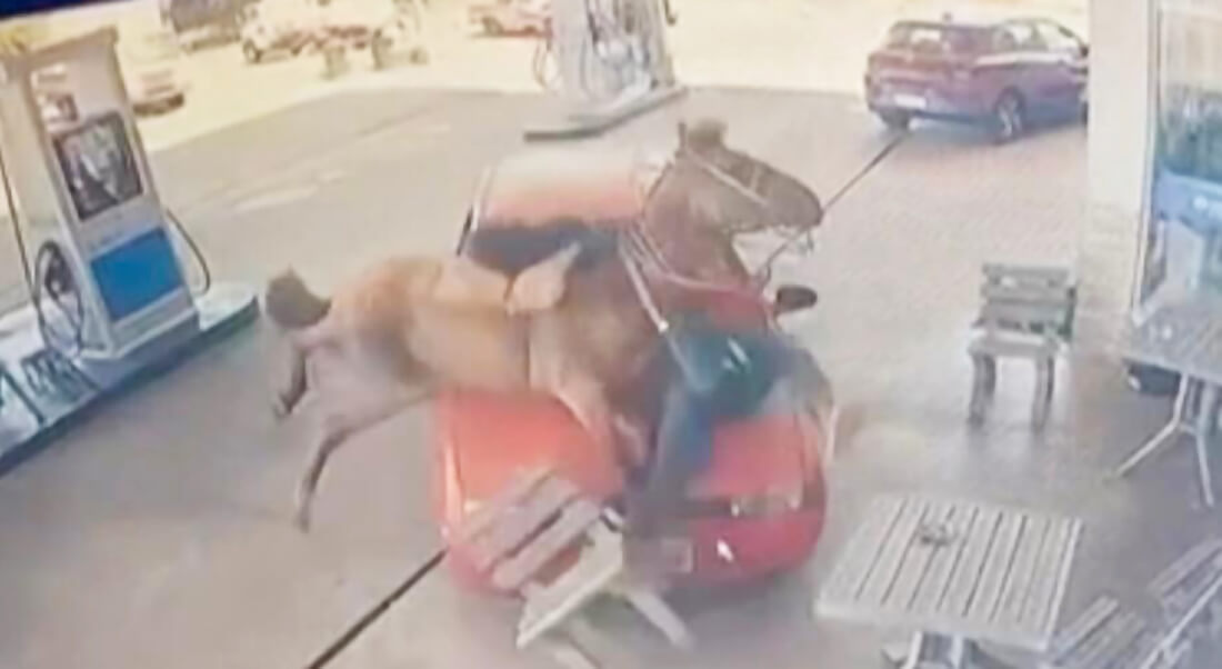 Capa Homem que foi agredido com golpes de facão em Vista Alegre é preso pela Polícia Civil