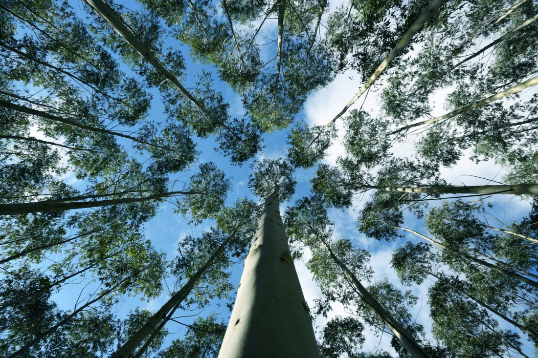 Capa Prazo para Declaração Anual do Cadastro Florestal termina nesta terça