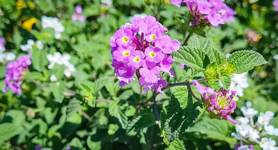 Capa Primavera impulsiona o projeto Jardins do Norte Gaúcho em Frederico Westphalen