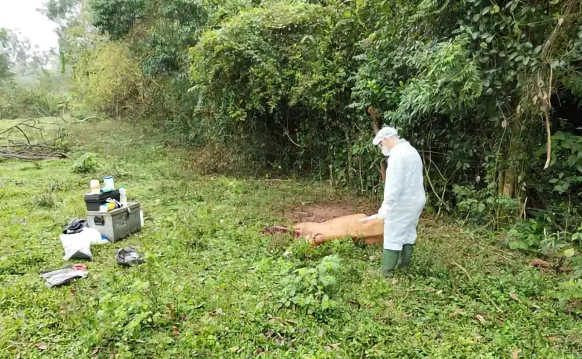 Capa Quatro casos de raiva herbívora são confirmados no Noroeste do RS