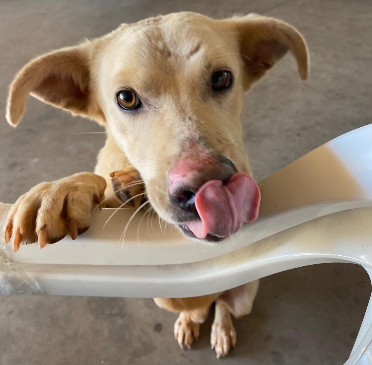 Capa SeMMA de Frederico Westphalen alerta sobre casos de maus-tratos e abandono de animais