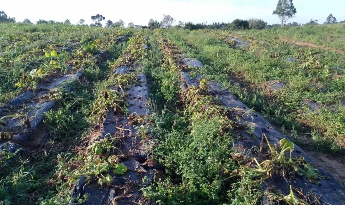 Capa MP prevê apoio financeiro a produtores rurais gaúchos