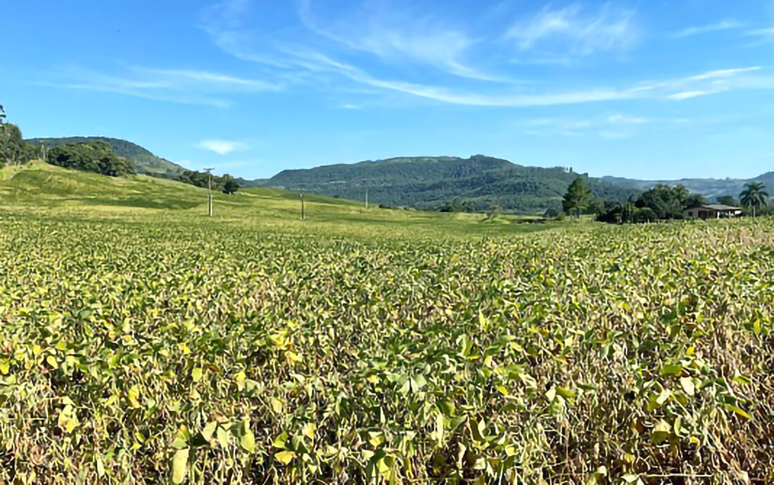 Capa Estiagem e calor extremo afetam lavouras de soja e milho no Rio Grande do Sul