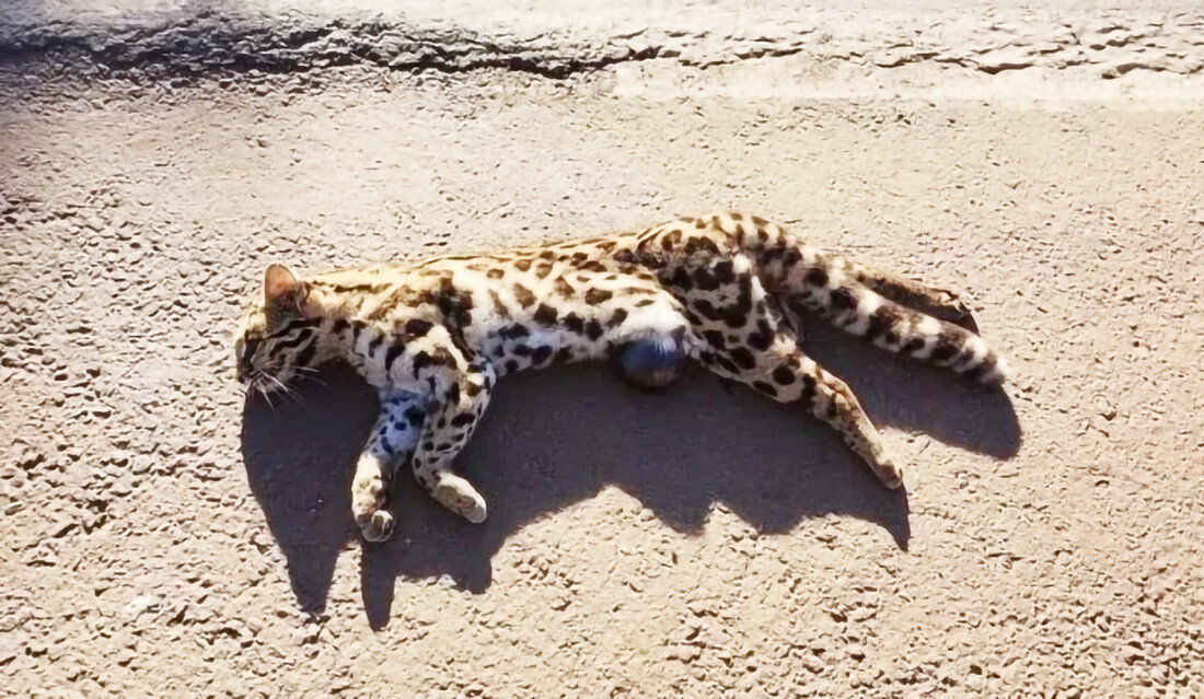 Capa Animal silvestre morto em rodovia de Santo Augusto pode ser jaguatirica