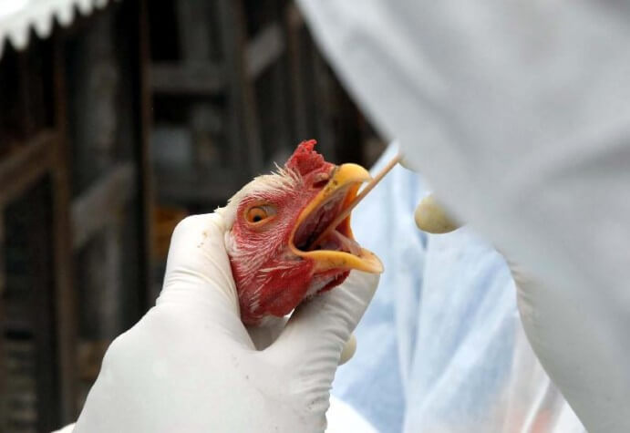 Capa Japão suspende importação de produtos avícolas de Santa Catarina após caso de gripe aviária
