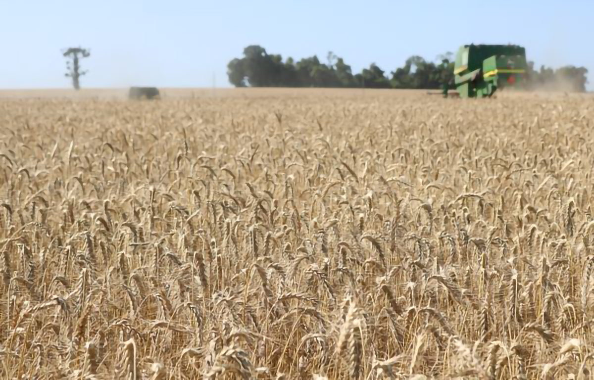 Capa Colheita do trigo chega a 19% no RS e produtividade do milho de verão avança no Estado