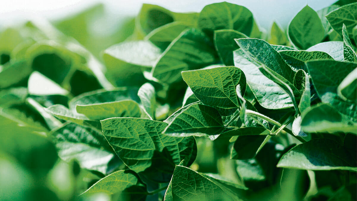 Capa Senado aprova projeto que altera cálculo dos preços mínimos de produtos agrícolas