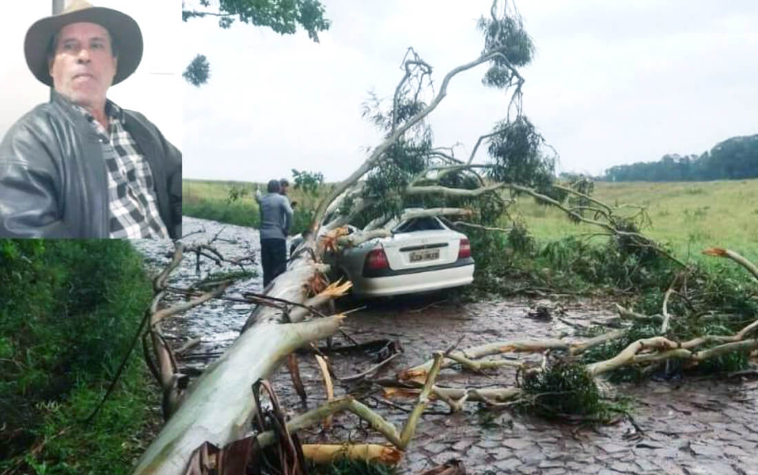 Capa Eucalipto cai em cima de automóvel e mata motorista no oeste catarinense