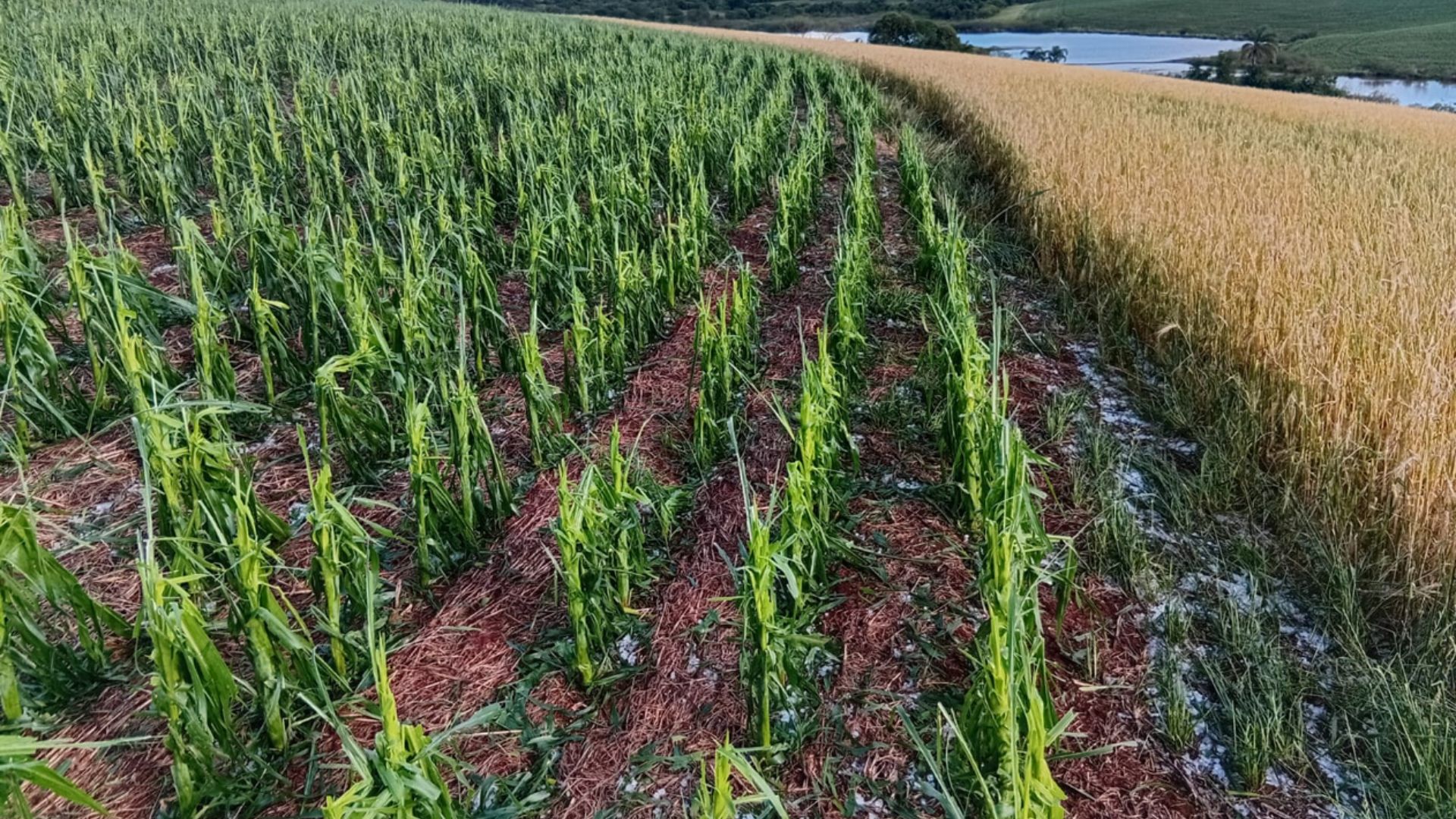 Capa Temporal e granizo causam prejuízos de mais de R$ 10 milhões em Sarandi, aponta Emater