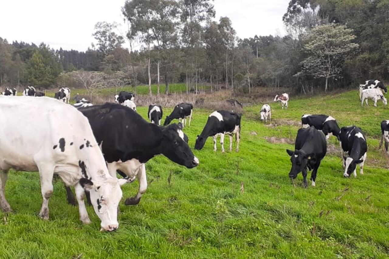 Capa Produtores estimam redução de até 10% na produção gaúcha de leite por causa da estiagem