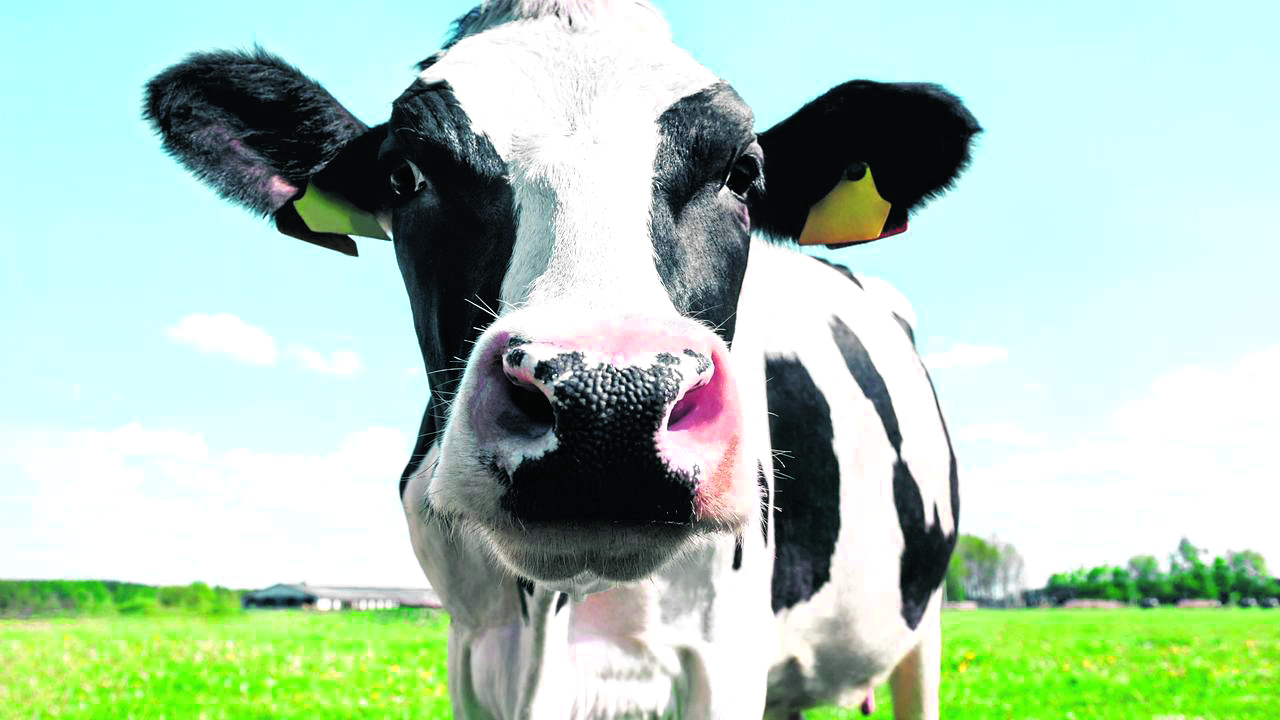 Capa Vaca louca: Brasil suspende exportação de carne bovina para a China