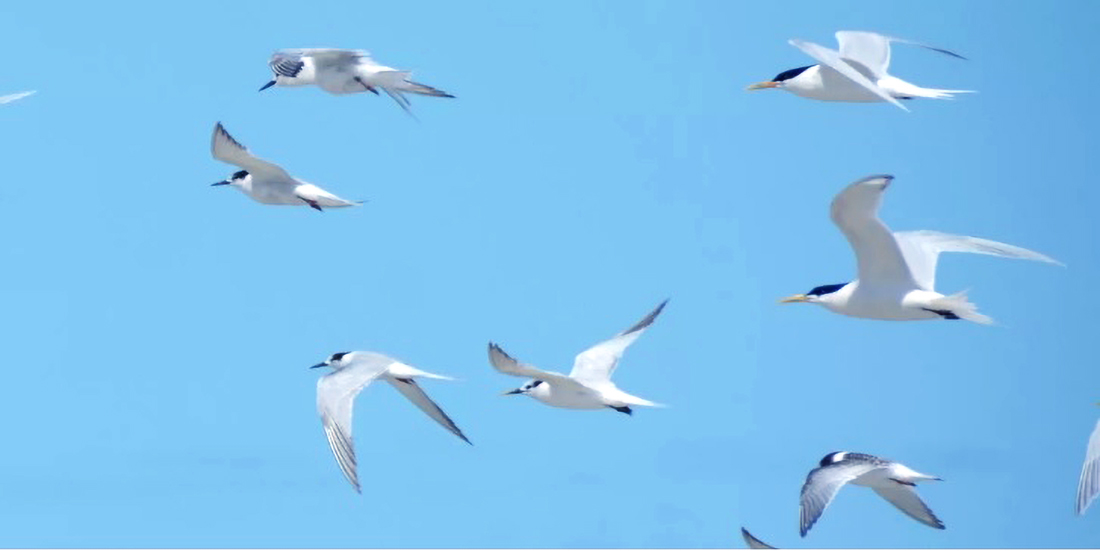 Capa Estado apresenta balanço de ações de enfrentamento à gripe aviária para Câmara Setorial das Aves