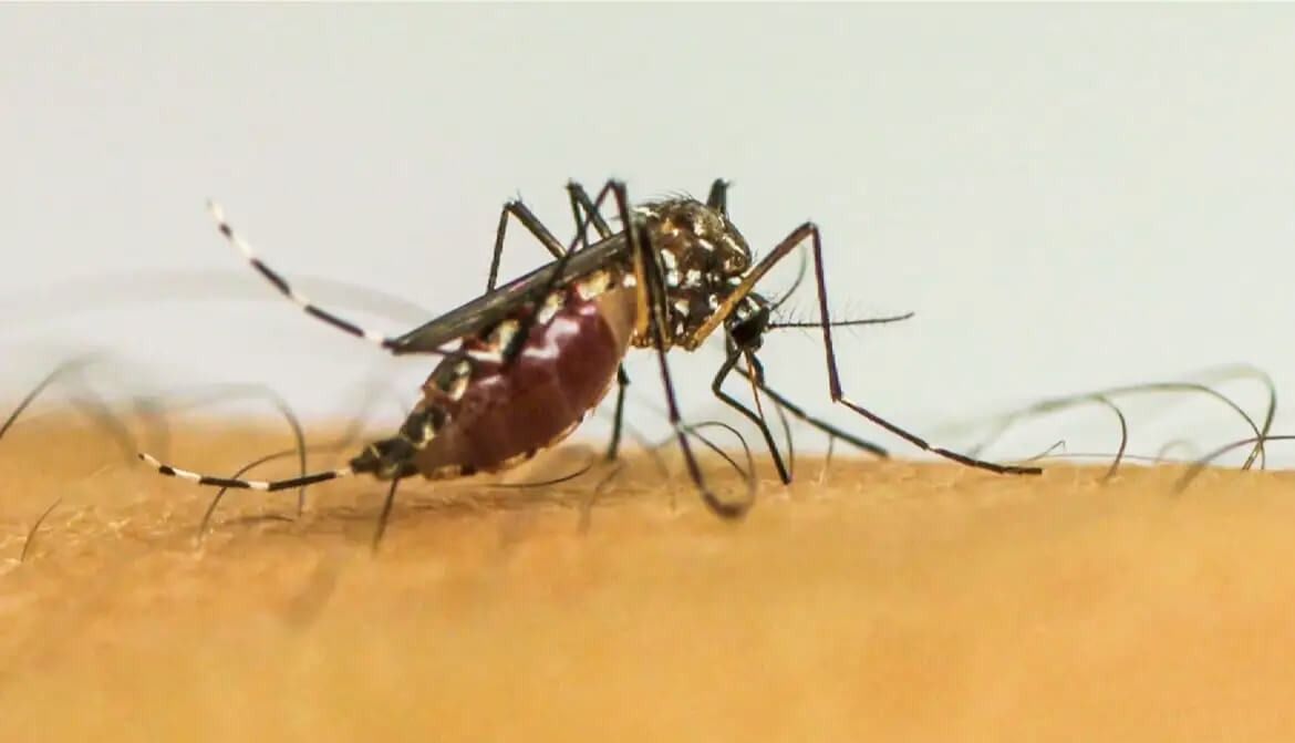 Capa Ministério da Saúde promove o Dia D de mobilização contra a dengue