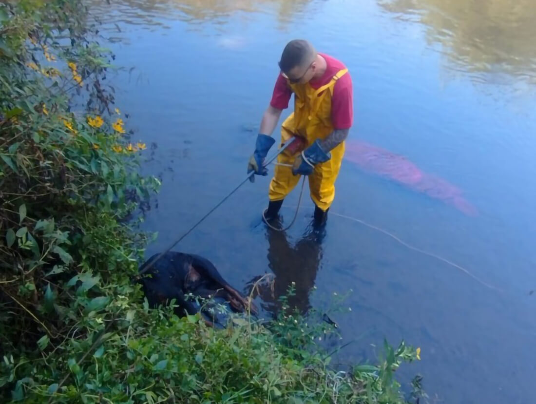 Capa Cachorro é resgatado de rio após ser encontrado amarrado no Oeste de SC