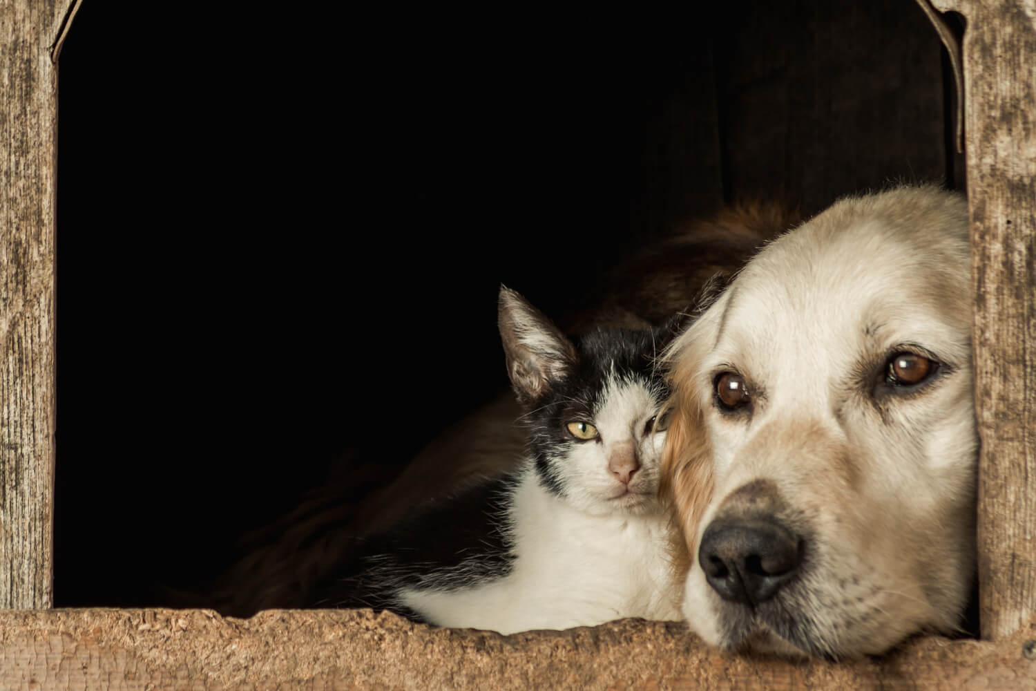 Capa Polícia investiga morte de ao menos 10 cães e gatos no Norte do RS