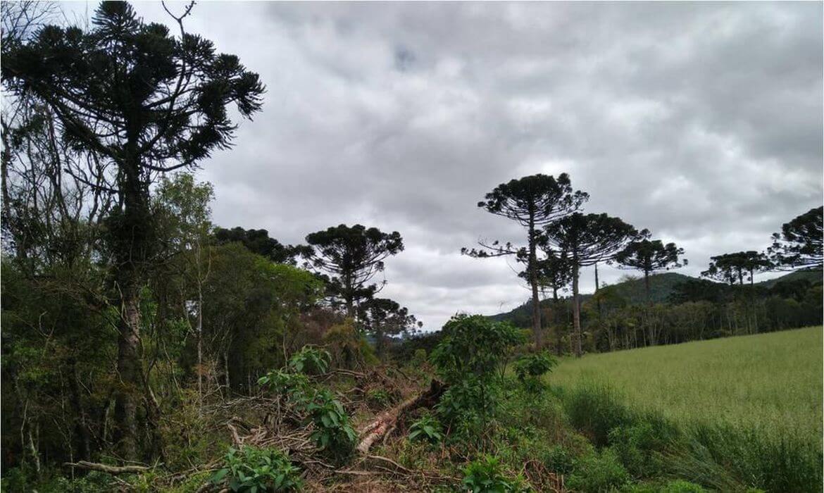 Capa Mata Atlântica perdeu 48,6 mil hectares em dez meses, aponta relatório