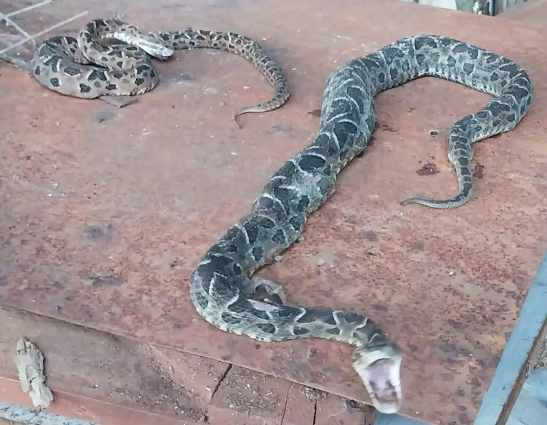 Capa Aumento de cobras venenosas preocupa agricultores em Panambi
