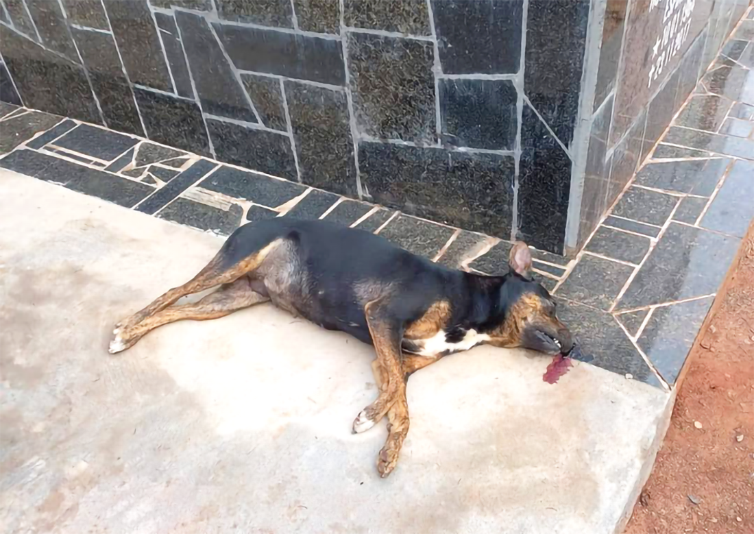 Capa Envenenamento de cães causa preocupação em Palmeira das Missões
