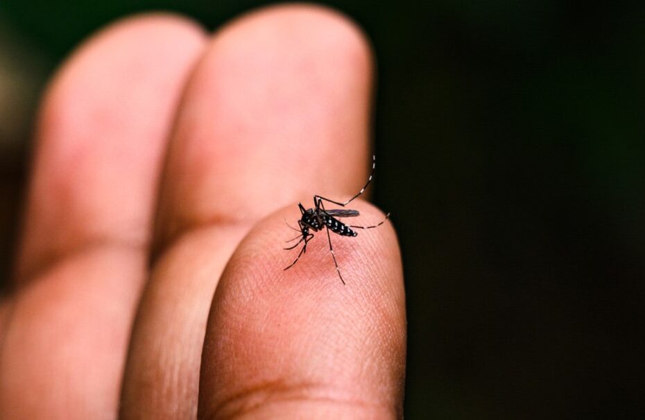 Capa Frederico Westphalen registra o quinto óbito por Dengue