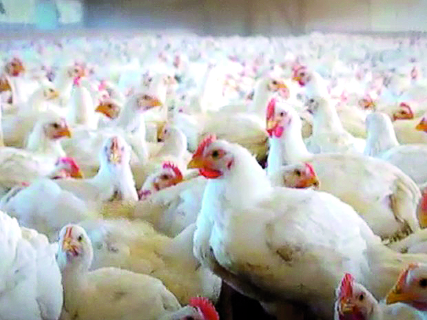 Capa Mercado europeu reabre para carne de frango e peru do Brasil após surto de gripe aviária