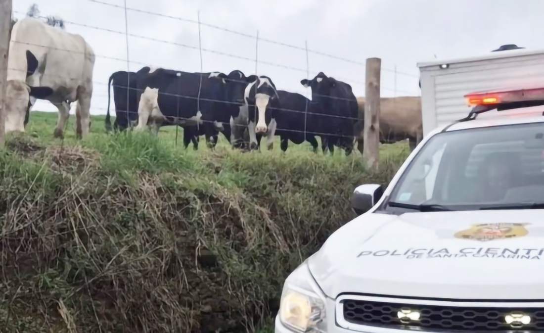 Capa Homem morre após ser atacado por vaca no Oeste de Santa Catarina