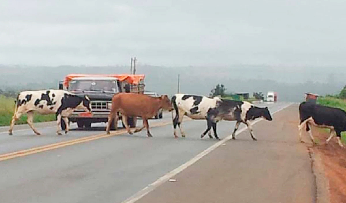 Capa Justiça decide que concessionárias devem indenizar motoristas por acidentes causados por animais na pista