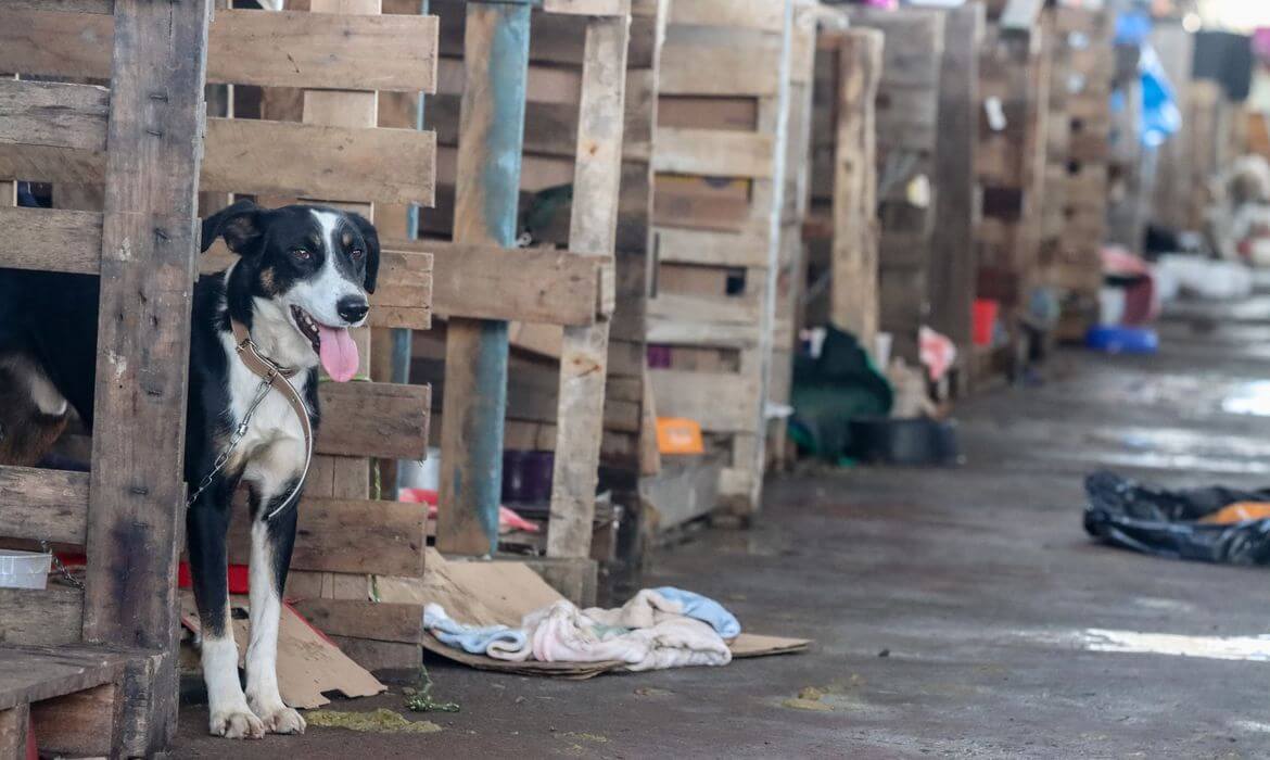 Capa Lei endurece punições e reacende debate sobre maus-tratos a animais