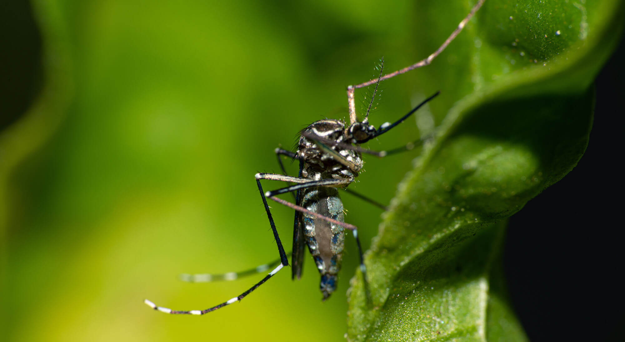 Capa Iraí registra a primeira morte por dengue em 2024