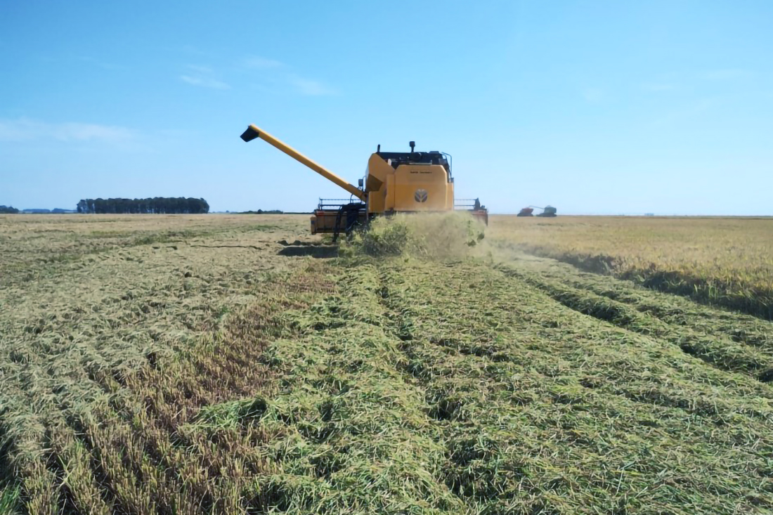 Capa Colheita do arroz atinge 39,63% da área semeada no Estado