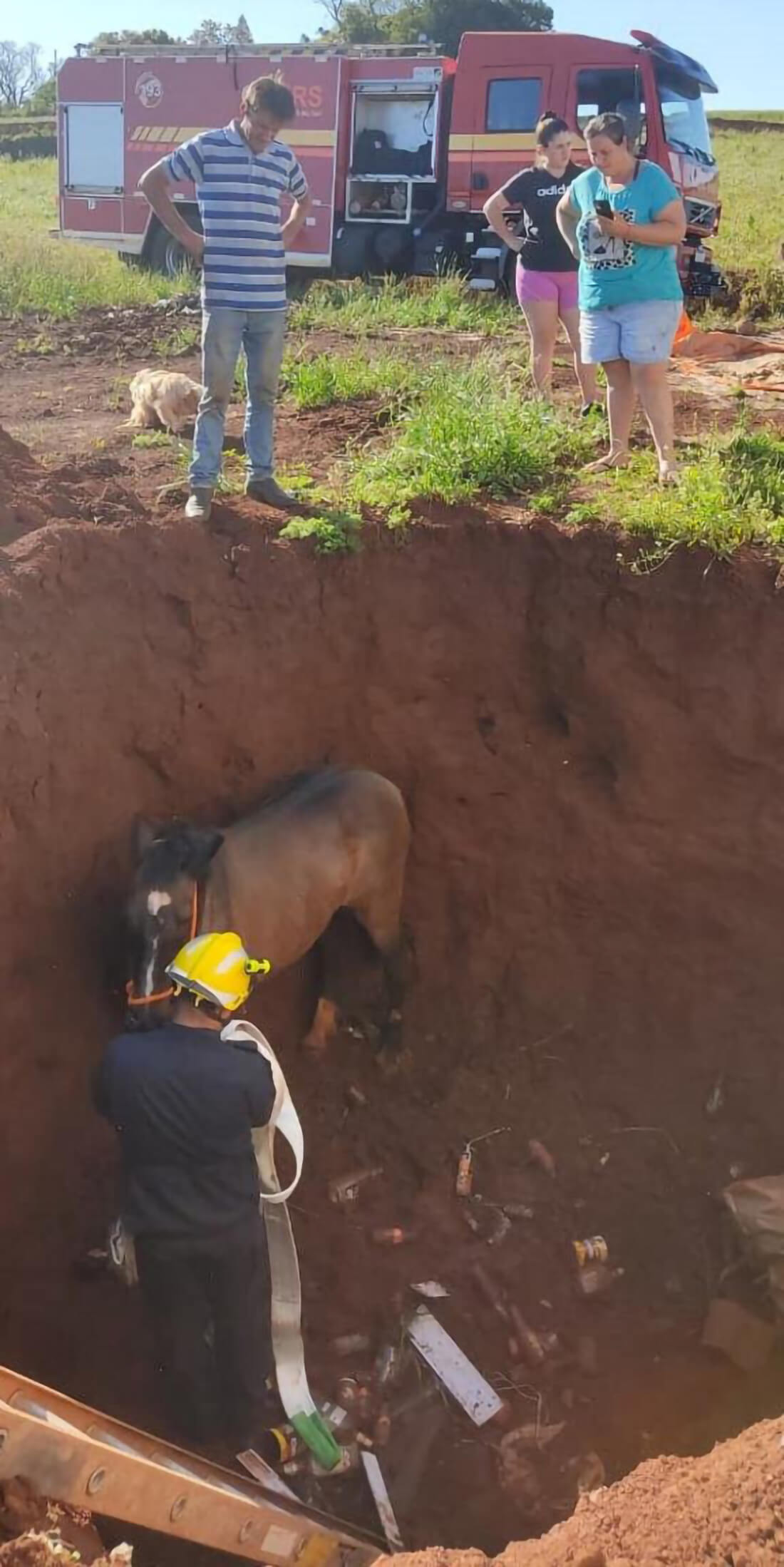 Capa Égua resgatada após cair em fossa de 5 metros em Nonoai