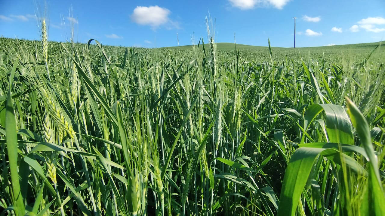 Capa Plantio do trigo é finalizado no Rio Grande do Sul