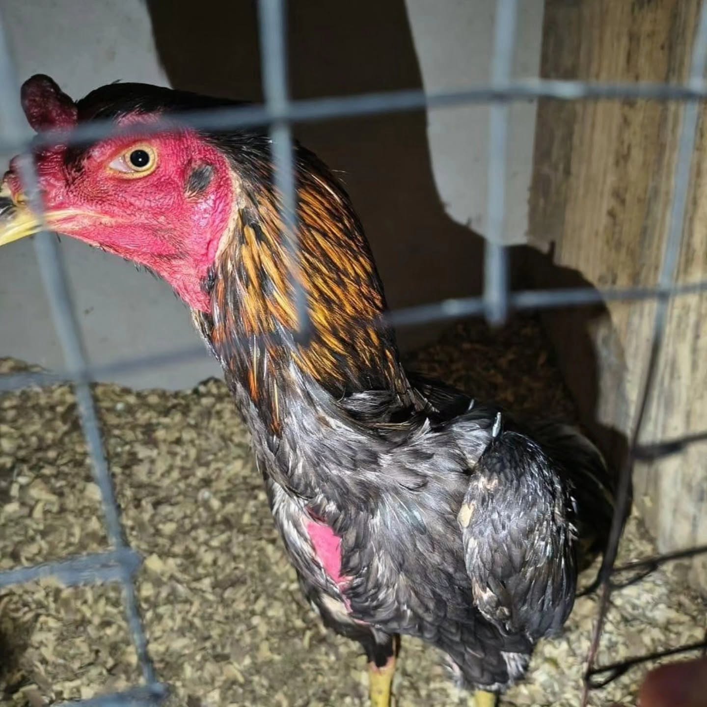 Capa Operação da Brigada Militar e Prefeitura flagrou local de rinha de galos e apreendeu 77 aves em Alpestre