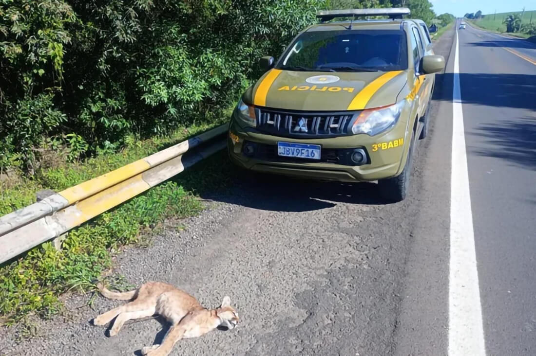 Capa Onça-parda morre após ser atropelada na BR-158 em Cruz Alta